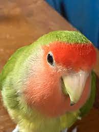 Kiwi the smol bird : r/parrots