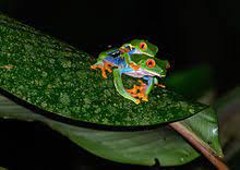 Baby red eyed tree frog. Agalychnis Callidryas Wikipedia