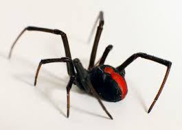 Start date feb 17, 2014. Redback Spider Animal Database Fandom