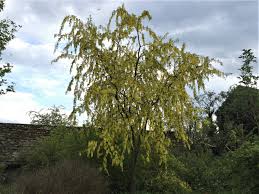 Image result for Laburnum