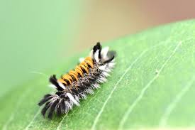 Combines with white, black, damask rose. Orange Black White Caterpillar Euchaetes Egle Bugguide Net