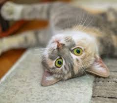 Pheromones are used to convey cats also tend to rub up against their owners as a form of affection or to get their attention. Why Does My Cat Rub Against Everything Catonsville Cat Clinic