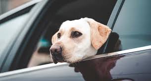 Crates and carriers that are securely attached in the car. Best Dog Seat Belt And Car Harness Reviews A Guide To Dog Car Safety