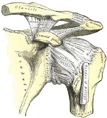 Infraspinatus and teres minor tendon. Shoulder Anatomy Girdle Ligaments Bones Humerus Clavical