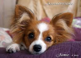 Pin On Papillon Mon Amour