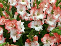 Image result for Gladiolus bellus