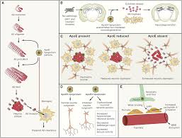Aducanumab is an antibody that targets amyloid, a protein that builds up in the brains of people with alzheimer's disease. Https Www Cell Com Cell Pdf S0092 8674 19 31007 4 Pdf