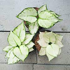 Pin On House Plants Haven