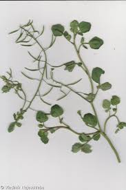 Image result for Nasturtium microphyllum