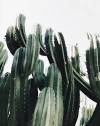 For example, it's important to respect nutrient, moisture, light and heat levels. Pin By Irii Na On Home Outdoor Cactus Plants Plants Cactus Plants