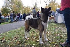 Males stand 26 to 28 inches and weigh 85 to 130 pounds. Akita Information Dog Breed Facts Dogell Com