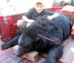 The bear was just over one thousand six hundred pounds. Chowan County Bear Is Biggest Sow Ever Killed In North Carolina