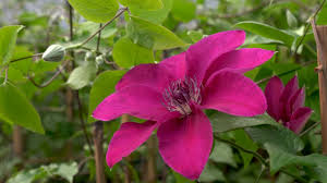 Find care information, pictures & more. Nolina Clematis The Boulevard Collection Youtube