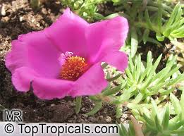 Informazioni pianta di portulaca afra: Portulaca Grandiflora Moss Rose Perslane Purslane Toptropicals Com