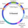 Plant cells have a cell wall, chloroplasts, plasmodesmata, and plastids used for storage, and a large central vacuole, whereas animal cells do not. Https Encrypted Tbn0 Gstatic Com Images Q Tbn And9gctdyqhypdml 2dopvj8fnnkj10zb4ytmvsnc9s6d4ns424l9hnz Usqp Cau