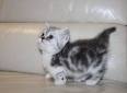 Munchkin Kittens for Sale - Adoptapet