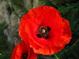 Leon bacud make no mistake, poppy is adorable and freaking weird at the same time. Free Photo Closeup Shot Of A Red Poppy Flower On Maltese Islands In Malta