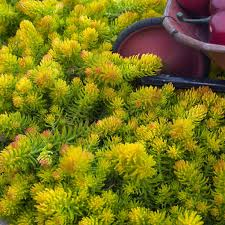 Check spelling or type a new query. Top 20 Perennials For Every Garden Delhi