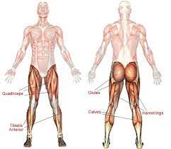 The gluteus medius muscle helps abducts the thigh along with the gluteus maximus, but can rotate the thigh inward where the gluteus maximus rotates the thigh outward. Stretching Tips Inner Thigh Iliotibial Band Itb Missjewelz