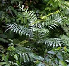 Image result for Haumaniastrum venosum