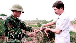 Nam Hải: Triển vọng từ mô hình trồng sâm Bố Chính - Báo Thái Bình điện tử