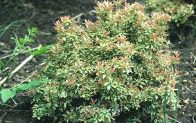 Image result for Pieris japonský little heath obrázek