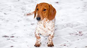 Coat and grooming of the dapple dachshund the smooth or short haired dapple dachshund is the most popular variety. Piebald Dachshund Welcome To The Sausage Dog World