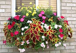 Wb14 800 Jpg 800 558 Pflanzideen Blumenkasten Bepflanzen Balkonkasten Bepflanzen