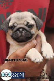 Check spelling or type a new query. Pug Puppies For Sale In Chennai Chennai Free Classifieds