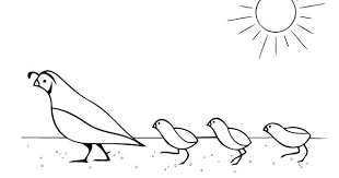 Quail coloring pages are a fun way for kids of all ages to develop creativity, focus, motor skills and color recognition. Coloring Pages Make And Takes Mothers Day Coloring Pages Coloring Pages Coloring Book Pages