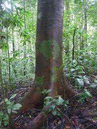 Image result for Brachystegia manga