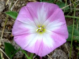 Image result for Convolvulus arvensis