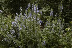 Image result for Lobelia minutula
