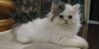 Coba cek daftar harga kucing persia pesek disini.kucing menjadi salah satu hewan piaraan favorit. Gambar Kucing Persia Flatnose Arsip Kitten Persia Flatnose Longhair Pekanbaru Kota Hewan Kucing Persia Flatnose Longha Kucing Persia Kucing Menggambar Kucing