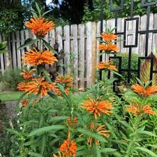 Image result for Leonotis