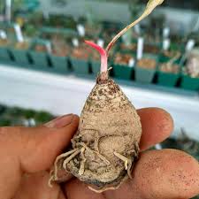 Image result for Eriospermum mackenii