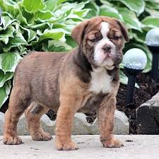 You will find english bulldog dogs and puppies for adoption in our north carolina listings. Have You Met The English Bulldog Here S What You Need To Know K9 Web