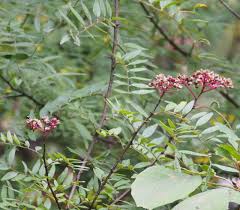 Image result for Zanthoxylum