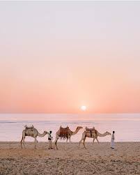 Camels can do significant damage to infrastructure such as taps, pumps, and toilets, as a means to obtain water, particularly in times of severe drought. Pin On Voyages