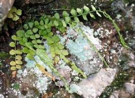 Image result for Asplenium lambinonii