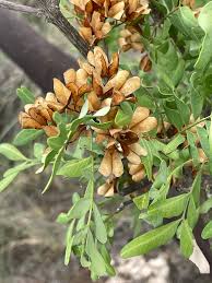 Image result for Ptaeroxylaceae