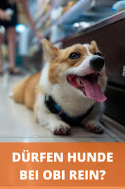 Sind Bei Obi Hunde Erlaubt Baumarkt Mit Hund Besuchen Hunde Hunde Futter Bestes Hundefutter