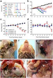 The same studies described similar results regarding npc1's role in virus entry for marburg virus, a related filovirus. A Hamster Model For Marburg Virus Infection Accurately Recapitulates Marburg Hemorrhagic Fever Scientific Reports