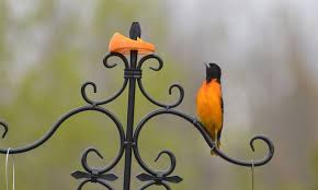 Easy orange cup bird feeders to make with toddlers and preschoolers! Can Wild Birds Eat Oranges With All Ways To Offer Them Bird Barn