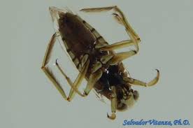 Image result for Notonectidae