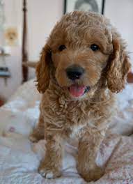F1b Mini Goldendoodle F1b Mini Goldendoodle Goldendoodle Puppy Mini Goldendoodle