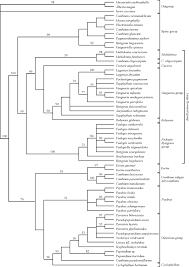 Image result for Canthium oligocarpum