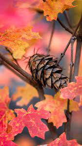 Wallpaper Android Samsung Autumn Leaves Tap To See More Beautiful Nature Wallpapers Mobile Beautiful Nature Wallpaper Samsung Wallpaper Nature Wallpaper