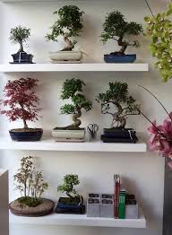 If you are a newbie and want to grow them, then you should try these best indoor bonsai trees for beginners! Bonsai Collection At Phillo Flowers Shop Notting Hill London Bonsai Trees For Sale Bonsai Bonsai Online