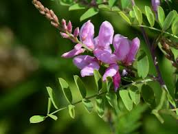 Image result for Indigofera erythrogramma